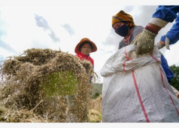 Para petani memanen jelai dataran tinggi di Desa Kere, Distrik Dagze, yang terletak di Lhasa, ibu kota Daerah Otonom Tibet, China barat daya, pada 6 September 2021. (Xinhua/Jigme Dorje)