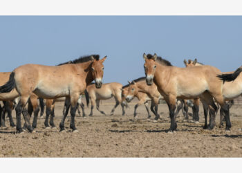 Foto yang diabadikan pada 9 Agustus 2021 ini menunjukkan kuda-kuda Przewalski di Pusat Penelitian dan Penangkaran Kuda Liar Xinjiang di Prefektur Otonom Etnis Hui Changji, Daerah Otonom Uighur Xinjiang, China barat laut. (Xinhua/Ding Lei)