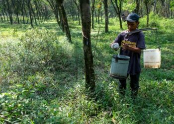 Seorang pria mengumpulkan getah dari pohon karet di Desa Gobang, Kabupaten Bogor, Jawa Barat, pada 4 September 2021. (Xinhua/Veri Sanovri)