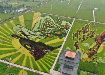 Foto dari udara yang diabadikan pada 16 Agustus 2021 ini menunjukkan seni lukisan sawah di Shenyang, Provinsi Liaoning, China timur laut. (Xinhua/Yang Qing)
