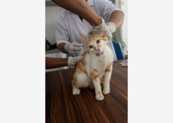 Seekor kucing menerima suntikan vaksin rabies di Tangerang, Provinsi Banten, pada 1 September 2021. Program vaksinasi rabies mingguan gratis diadakan di Tangerang untuk menumbuhkan kesadaran terkait pencegahan rabies sebagai bagian dari peringatan Hari Rabies Sedunia mendatang. (Xinhua/Agung Kuncahya B.)