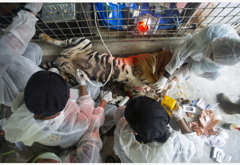 Dokter hewan memeriksa kondisi seekor harimau Sumatra betina berusia tiga tahun yang terluka di Pusat Rehabilitasi Harimau Sumatra Dharmasraya-ARSARI di Sumatra Barat pada 13 September 2021. (Xinhua/Andri Mardiansyah)