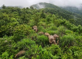 Foto dari udara yang diabadikan pada 13 Agustus 2021 ini menunjukkan sekawanan gajah Asia liar di wilayah Mojiang, Kota Pu'er, Provinsi Yunnan, China barat daya. (Xinhua/He Yougang)