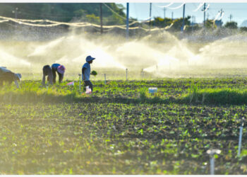 Para petani bekerja di sebuah sentra sayur-mayur di Qingtang yang berlokasi di wilayah Daoxian, Kota Yongzhou, Provinsi Hunan, China tengah, pada 30 Agustus 2021. (Xinhua/Chen Zeguo)