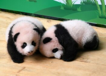 Panda kembar bertemu publik di Kebun Binatang Chongqing di Chongqing, China barat daya, pada 17 September 2021. Kebun binatang tersebut mengundang masyarakat umum untuk menamai bayi panda kembar berjenis kelamin jantan itu yang lahir pada 10 Juni tahun ini. Sang induk, Mangzai, lahir pada 2011 dan melahirkan dua ekor bayi betina untuk pertama kalinya pada 2019. Ini kali kedua Mangzai melahirkan bayi kembar. (Xinhua/Tang Yi)