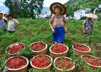 Penduduk desa memanen cabai segar di Desa Qinggangba, Tangtou di wilayah Sinan, Provinsi Guizhou, China barat daya, pada 12 Agustus 2020. (Xinhua/Yang Wenbin)