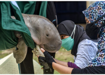 Seorang dokter hewan memeriksa tubuh seekor dugong yang diselamatkan di Sulawesi Barat pada 21 September 2021. (Xinhua/Bisinglasi)
