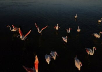 Foto dari udara yang diabadikan pada 17 September 2021 ini menunjukkan sekawanan flamingo berkeliaran di Danau Mogan, Ankara, Turki. (Xinhua/Mustafa Kaya)