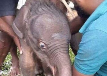 Para pekerja sedang merawat bayi gajah kembar di Panti Asuhan Gajah Pinnawala, Sri Lanka, pada 31 Agustus 2021. (Xinhua)