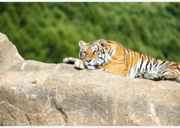 Seekor harimau Siberia beristirahat di atas batu di sebuah taman hutan bagian dari Pusat Penangkaran Kucing Besar Hengdaohezi China di Provinsi Heilongjiang, China timur laut, pada 15 September 2021. (Xinhua/Xie Jianfei)