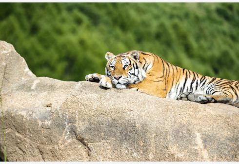 Seekor harimau Siberia beristirahat di atas batu di sebuah taman hutan bagian dari Pusat Penangkaran Kucing Besar Hengdaohezi China di Provinsi Heilongjiang, China timur laut, pada 15 September 2021. (Xinhua/Xie Jianfei)