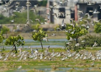 Sekawanan burung terbang di cagar alam hutan bakau Xinyingwan di Danzhou, Provinsi Hainan, China selatan, pada 19 Januari 2021. (Xinhua/Zhou Jiayi)