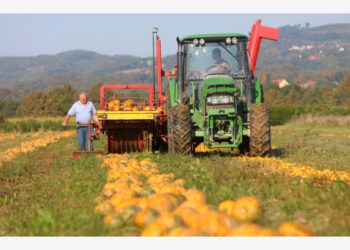 Para petani memanen labu untuk diambil bijinya di sebuah perkebunan di Jaskovo, Kroasia, pada 8 September 2021. (Xinhua/Pixsell/Kristina Stedul Fabac)