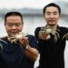 Foto yang diabadikan pada 21 September 2018 ini menunjukkan para peternak kepiting memperlihatkan kepiting mereka yang baru dipanen di Suzhou, Provinsi Jiangsu, China timur. (Xinhua/Li Xiang)