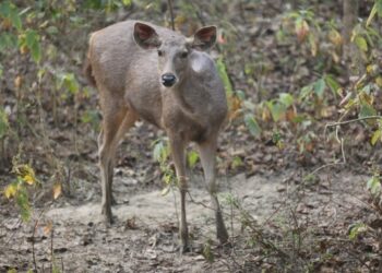 Seekor rusa liar menatap ke arah wisatawan di Taman Nasional Chitwan di Nepal selatan pada 13 Februari 2021. (Xinhua/Tang Wei)   