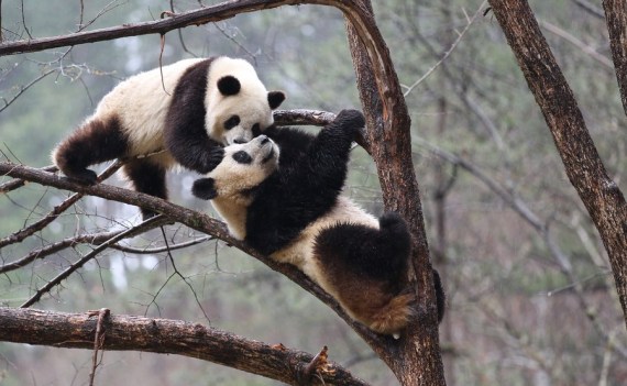 Dua ekor panda raksasa bernama "Lulu" (kanan) dan "Xiaoxin" bermain di sebuah pohon di Pusat Pelatihan Panda Liar Qinling di Cagar Alam Foping di Provinsi Shaanxi, China barat laut, pada 2 April 2020. (Xinhua/Pu Zhiyong)