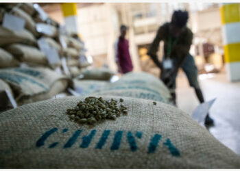 Foto yang diabadikan pada 21 Oktober 2021 ini menunjukkan kantong-kantong berisi biji kopi yang akan diekspor ke China di sebuah gudang penyimpanan milik Kerchanshe Trading Private Limited Company (PLC) di Addis Ababa, Ethiopia. (Xinhua/Michael Tewelde)