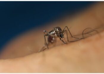 Foto yang diberikan oleh Organisasi Riset Ilmiah dan Industri Persemakmuran (Commonwealth Scientific and Industrial Research Organisation/CSIRO) pada 5 Oktober 2021 ini menunjukkan nyamuk Aedes aegypti.