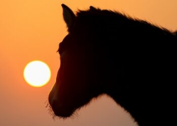 Seekor kuda Przewalski terlihat di Pusat Penangkaran dan Penelitian Kuda Liar Xinjiang di wilayah Jimsar, Daerah Otonom Uighur Xinjiang, China barat laut, pada 25 November 2020. (Xinhua/Zhang Hefan)