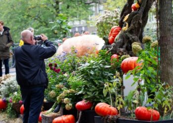 Seorang pria memotret sebuah taman lingkungan yang dihiasi 80 labu di pusat Kota Amsterdam, Belanda, pada 16 Oktober 2021. (Xinhua/Sylvia Lederer)