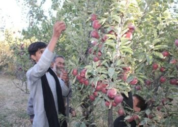 Warga setempat memanen apel di sebuah ladang di Distrik Jalrez, Provinsi Wardak, Afghanistan, pada 22 Oktober 2021. (Xinhua/Ahmad Farshad)