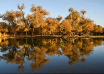 Foto yang diabadikan pada 11 Oktober 2021 ini menunjukkan pemandangan musim gugur di hutan poplar gurun (populus euphratica) di Wilayah Ejin, Daerah Otonom Mongolia Dalam, China utara. (Xinhua/Liu Lei)