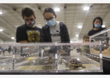 Pengunjung mengamati kura-kura di Pameran Reptil Toronto (Toronto Reptile Expo) 2021 yang digelar di pusat konferensi International Centre di Mississauga, Wilayah Toronto Raya, Kanada, pada 17 Oktober 2021. (Xinhua/Zou Zheng)