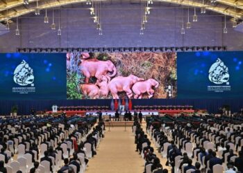 Sebuah cuplikan video bertema gajah terlihat di layar dalam upacara pembukaan pertemuan ke-15 Konferensi Para Pihak Konvensi PBB tentang Keanekaragaman Hayati (COP15) di Kunming, Provinsi Yunnan, China barat daya, pada 11 Oktober 2021. COP15 dibuka di Kunming pada Senin (11/10). (Xinhua/Li Xin)