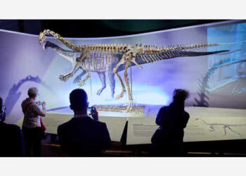 Foto yang diabadikan pada 19 Oktober 2021 ini menunjukkan kerangka plateosaurus berusia 210 juta tahun yang dipamerkan di Museum Sejarah Alam di Wina, Austria. (Xinhua/Georges Schneider)