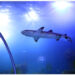 Seekor hiu terlihat di Hurghada Grand Aquarium di Hurghada, Mesir, pada 16 Oktober 2021. Hurghada Grand Aquarium didedikasikan untuk menginspirasi pengunjung dari segala usia agar menghargai lingkungan laut sambil mempromosikan langkah konservasi dan mengembangkan pemahaman akan nilai tak tergantikan dari semua kehidupan laut di Bumi. (Xinhua/Ahmed Gomaa)