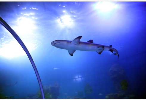 Seekor hiu terlihat di Hurghada Grand Aquarium di Hurghada, Mesir, pada 16 Oktober 2021. Hurghada Grand Aquarium didedikasikan untuk menginspirasi pengunjung dari segala usia agar menghargai lingkungan laut sambil mempromosikan langkah konservasi dan mengembangkan pemahaman akan nilai tak tergantikan dari semua kehidupan laut di Bumi. (Xinhua/Ahmed Gomaa)