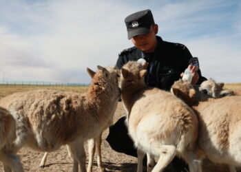 Petugas Patroli Deng Haiping dari Stasiun Perlindungan Sonam Dargye memberikan susu kepada bayi-bayi antelop Tibet di Hoh Xil, Provinsi Qinghai, China barat laut, pada 6 Desember 2020.