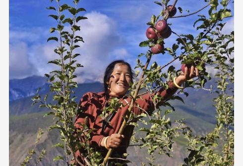Seorang penduduk desa memetik apel di Kota Qingde di wilayah Xiangcheng, Prefektur Otonom Etnis Tibet Ganzi, Provinsi Sichuan, China barat daya, pada 20 Oktober 2021. Sebagai sebuah kota dataran tinggi di China barat daya, Qingde telah memanfaatkan kondisi geografis dan iklim setempat untuk mempromosikan penanaman apel. (Xinhua/Liu Kun)
