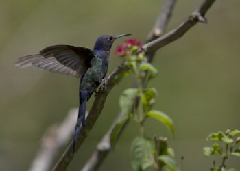 Seekor burung kolibri terlihat di sebuah taman burung kolibri di wilayah pinggiran Brasilia, Brasil, pada 3 Desember 2020. (Xinhua/Lucio Tavora)