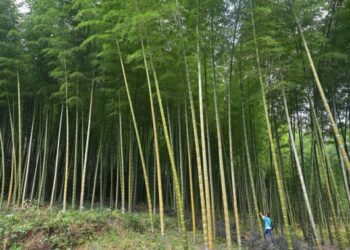 Seorang wisatawan mengabadikan foto di sebuah hutan bambu di Cagar Alam Nasional Gunung Longqi di wilayah Jiangle, Sanming, Provinsi Fujian, China tenggara, pada 20 November 2020. (Xinhua/Song Weiwei)