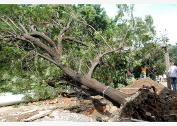 Sebuah pohon tumbang setelah hujan lebat baru-baru ini di Bangalore, India, pada 23 Oktober 2021. (Xinhua/Str)