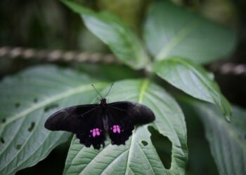 Foto yang diabadikan pada 13 Oktober 2021 ini menunjukkan seekor kupu-kupu hinggap di atas sehelai daun di Taman Botani Quindio di Kota Calarca, Departemen Quindio, Kolombia. (Xinhua/Jhon Paz)