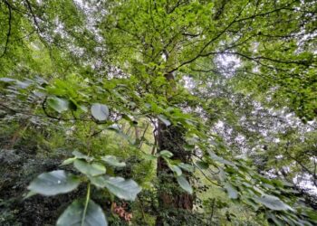 Foto yang diabadikan pada 8 Oktober 2021 ini menunjukkan sebatang pohon Emmenopterys henryi di taman hutan kota Longquanshan di Chengdu, Provinsi Sichuan, China barat daya. (Xinhua/Liu Kun)