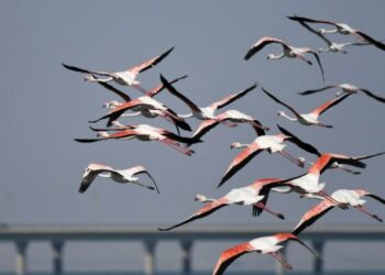 Burung flamingo terbang di atas pantai di Kuwait City, Kuwait, pada 21 Oktober 2021. (Xinhua/Ghazy Qaffaf)