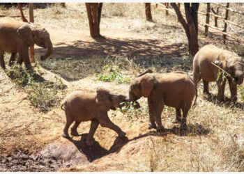 Bayi-bayi gajah bermain di sebuah pusat perawatan anakan gajah di Lilayi, selatan Lusaka, Zambia, pada 30 Juli 2021. (Xinhua/Martin Mbangweta)