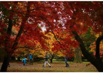 Para pengunjung menikmati warna-warni musim gugur di Westonbirt, Arboretum Nasional dekat Tetbury di Gloucestershire, Inggris, pada 27 Oktober 2021. (Xinhua/Tim Ireland)