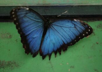 Kupu-kupu morpho biru terlihat di sebuah kebun binatang di Yerusalem pada 12 Oktober 2021. (Xinhua/Gil Cohen Magen)