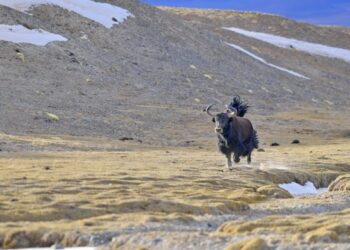 Foto yang diabadikan pada 15 Januari 2021 ini menunjukkan seekor yak liar di dataran tinggi Tibet utara, Daerah Otonom Tibet, China barat daya. (Xinhua/Zhang Rufeng)
