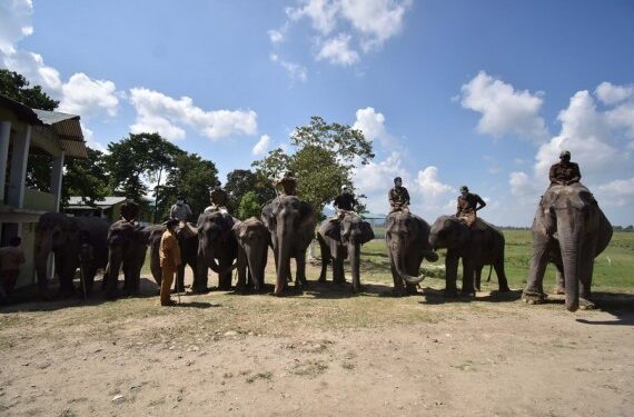 Sejumlah gajah berbaris di Taman Nasional Kaziranga di Distrik Golaghat, Negara Bagian Assam, India timur laut, pada 1 Oktober 2021. (Xinhua/Str)