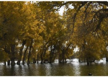 Foto yang diabadikan pada 27 Oktober 2021 ini menunjukkan deretan pohon poplar di Taman Lahan Basah Nasional Lop Nur di wilayah Yuli, Prefektur Otonom Etnis Mongol Bayingolin, Daerah Otonom Uighur Xinjiang, China barat laut. (Xinhua/Zhao Ge)