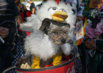 (211101) -- CALIFORNIA, 1 November, 2021 (Xinhua) -- Seekor anjing yang mengenakan kostum berpartisipasi dalam acara Annual Haute Dog Howl'oween Parade ke-20 di Marina Vista Park di Long Beach, California, Amerika Serikat (AS), pada 31 Oktober 2021. (Xinhua/Zeng Hui)