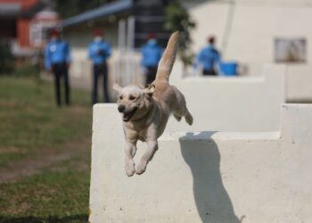 KATHMANDU, Seekor anjing melakukan trik dalam festival Hindu Kukur Tihar di pusat pelatihan anjing polisi Nepal di Kathmandu, Nepal, pada 3 November 2021. Kukur Tihar dirayakan melalui pemujaan dan rasa syukur kepada anjing atas kesetiaan dan layanan mereka. (Xinhua/Sulav Shrestha)