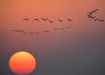 ZHENLAI, Kawanan burung migran terbang di atas Cagar Alam Nasional Momoge di wilayah Zhenlai di Kota Baicheng, Provinsi Jilin, China timur laut, pada 4 November 2021. (Xinhua/Zhang Nan)