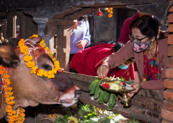 LALITPUR, Seekor sapi disembah dalam sebuah upacara keagamaan selama festival Tihar di Lalitpur, Nepal, pada 4 November 2021. (Xinhua/Hari Maharjan)