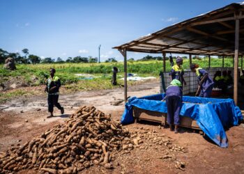 SEKIA DALLE, Para pekerja membersihkan singkong sebelum diolah menjadi tepung singkong di Sekia Dalle, Republik Afrika Tengah, pada 5 November 2021. Singkong merupakan makanan pokok di negara tersebut. (Xinhua/Louis Denga)